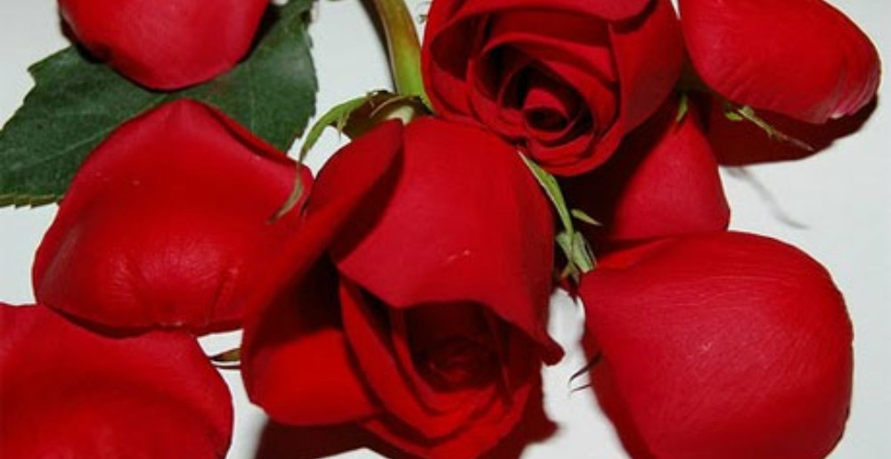 Pétalos de rosa: estudian las propiedades alimenticias