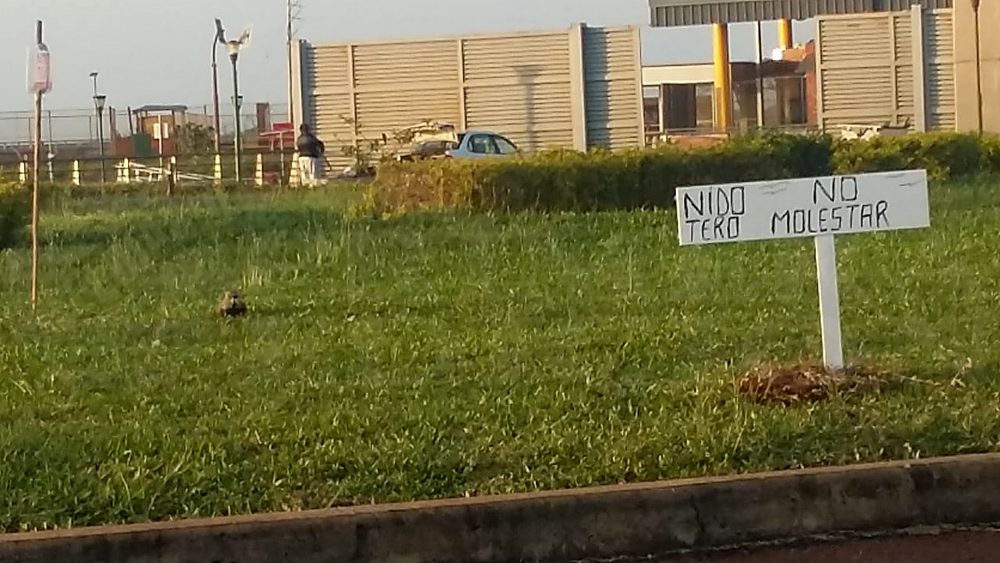 No molestar: Teros empollando en la Costanera