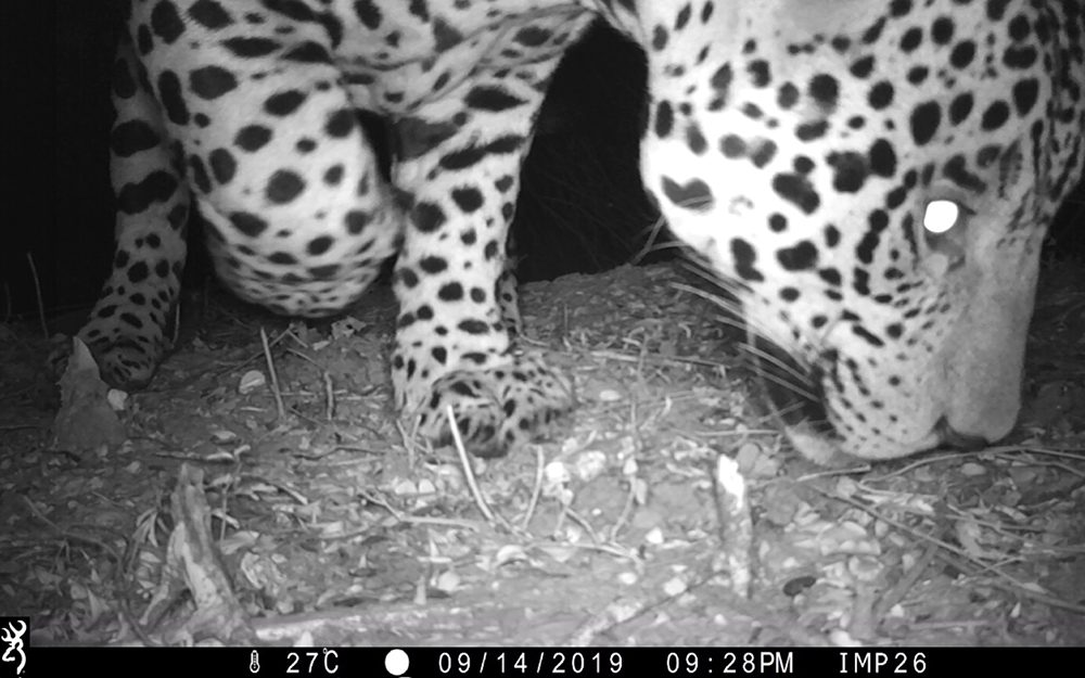 Registran imágenes de un yaguareté en El Impenetrable, en Chaco