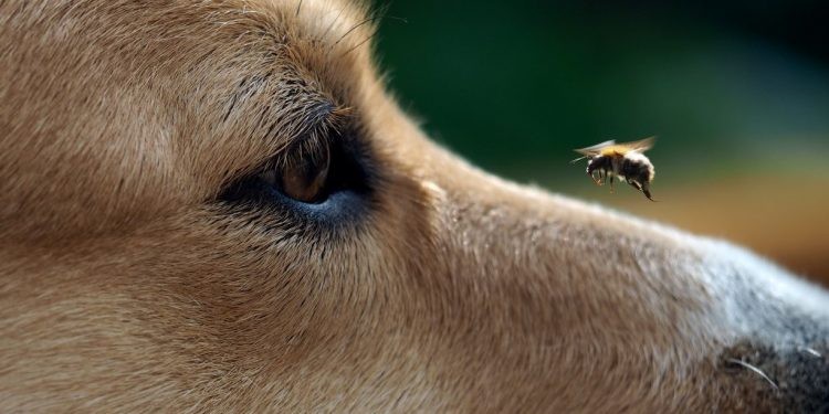 Enjambres de abejas mataron a cuatro perros