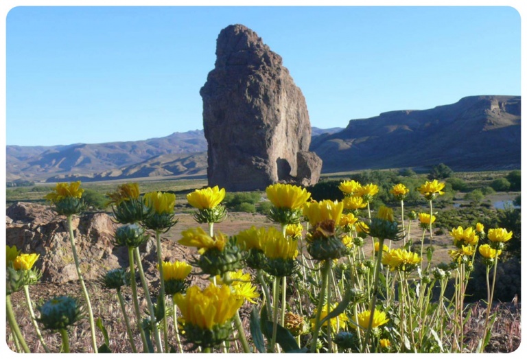 Estepa patagónica Primera Edición