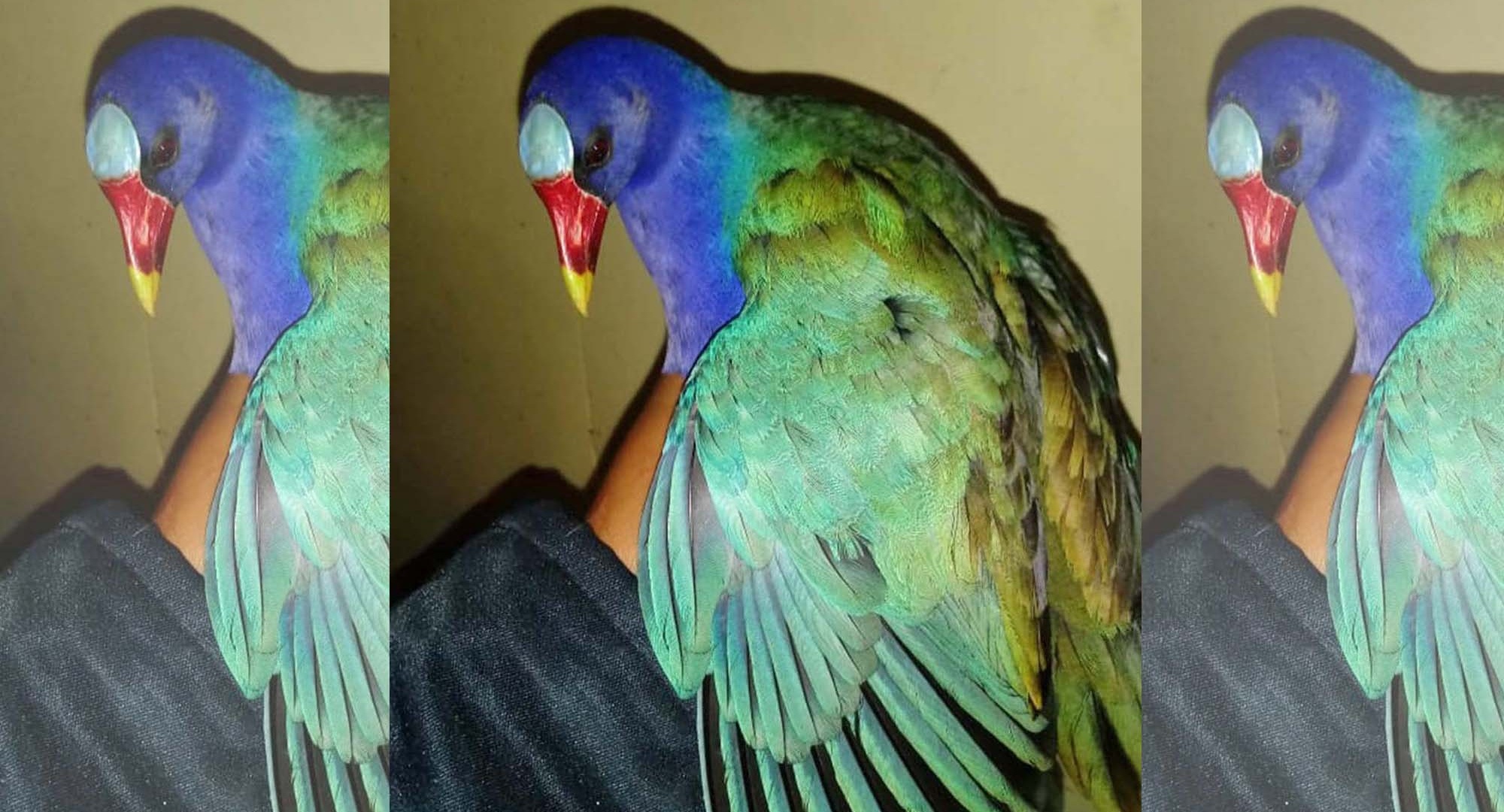 Rescatan un ave exótica en el barrio Kennedy