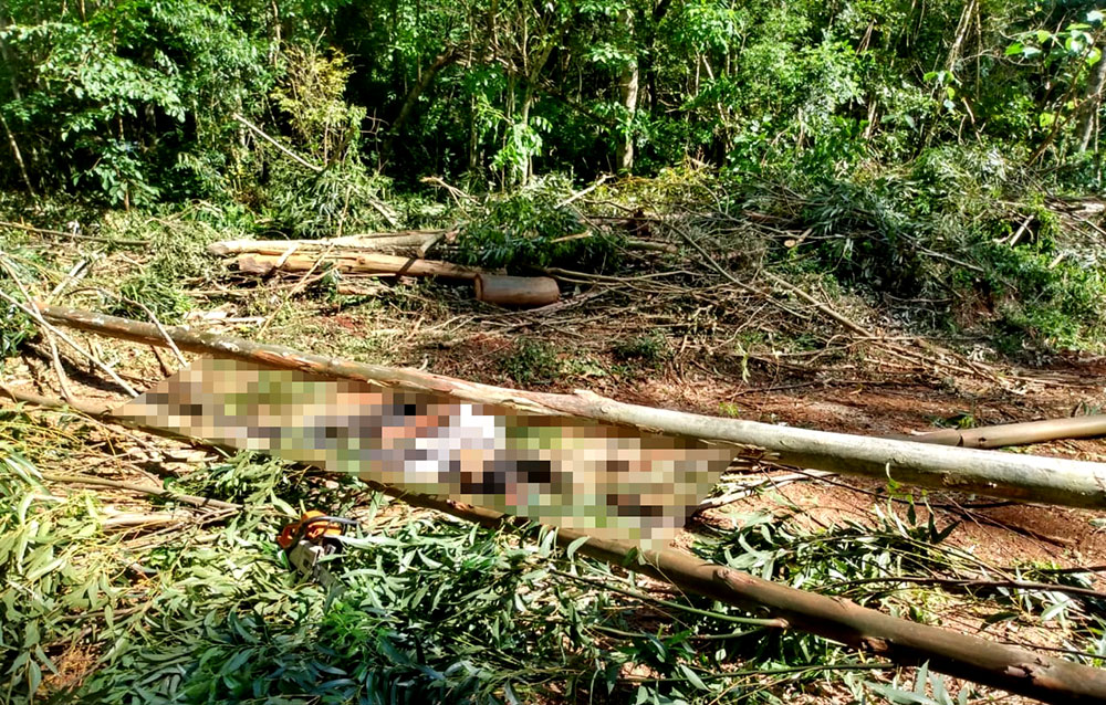 Murió tras caerle un tronco encima