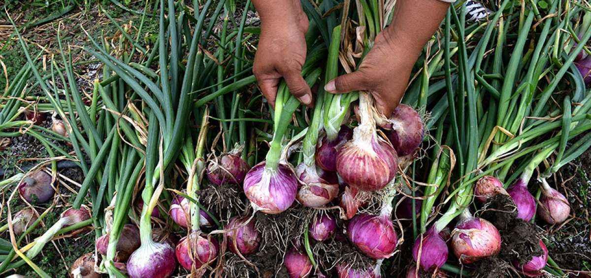 Cebolla morada, una alternativa para los productores de Misiones