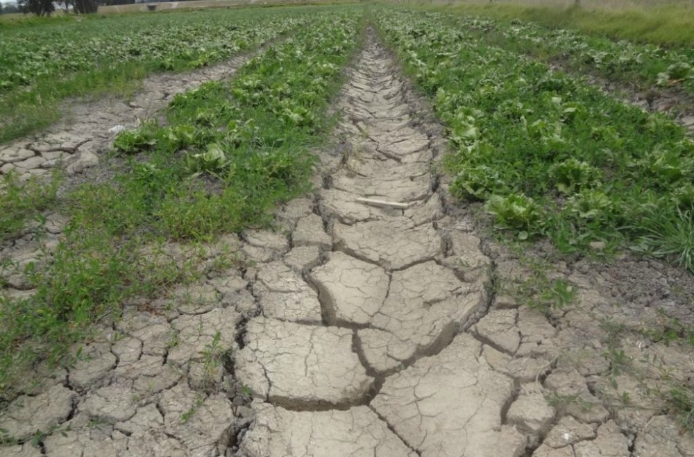 Señalaron que el 36% del suelo argentino sufre procesos de erosión
