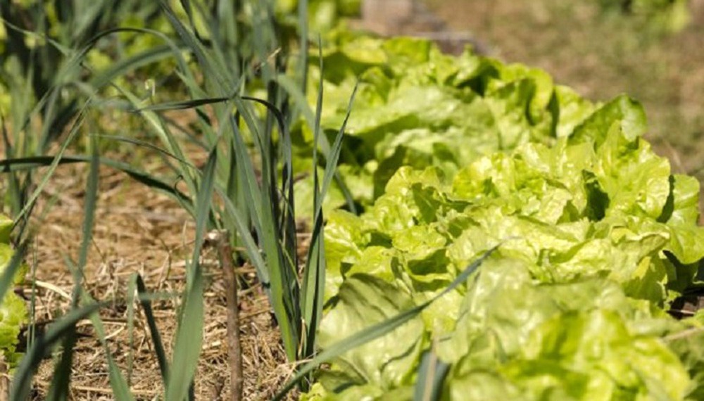 Las mejores aromáticas y hortalizas para combatir insectos