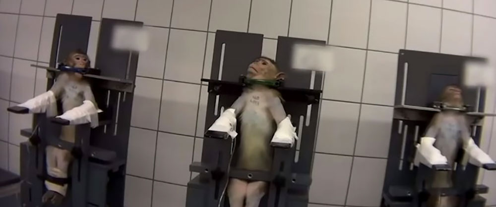 Denuncian a laboratorio alemán por maltrato animal