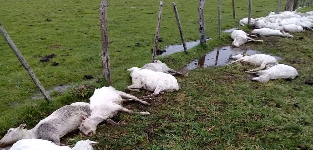 Corrientes: más de 3.500 ovejas mueren tras brusco cambio del tiempo