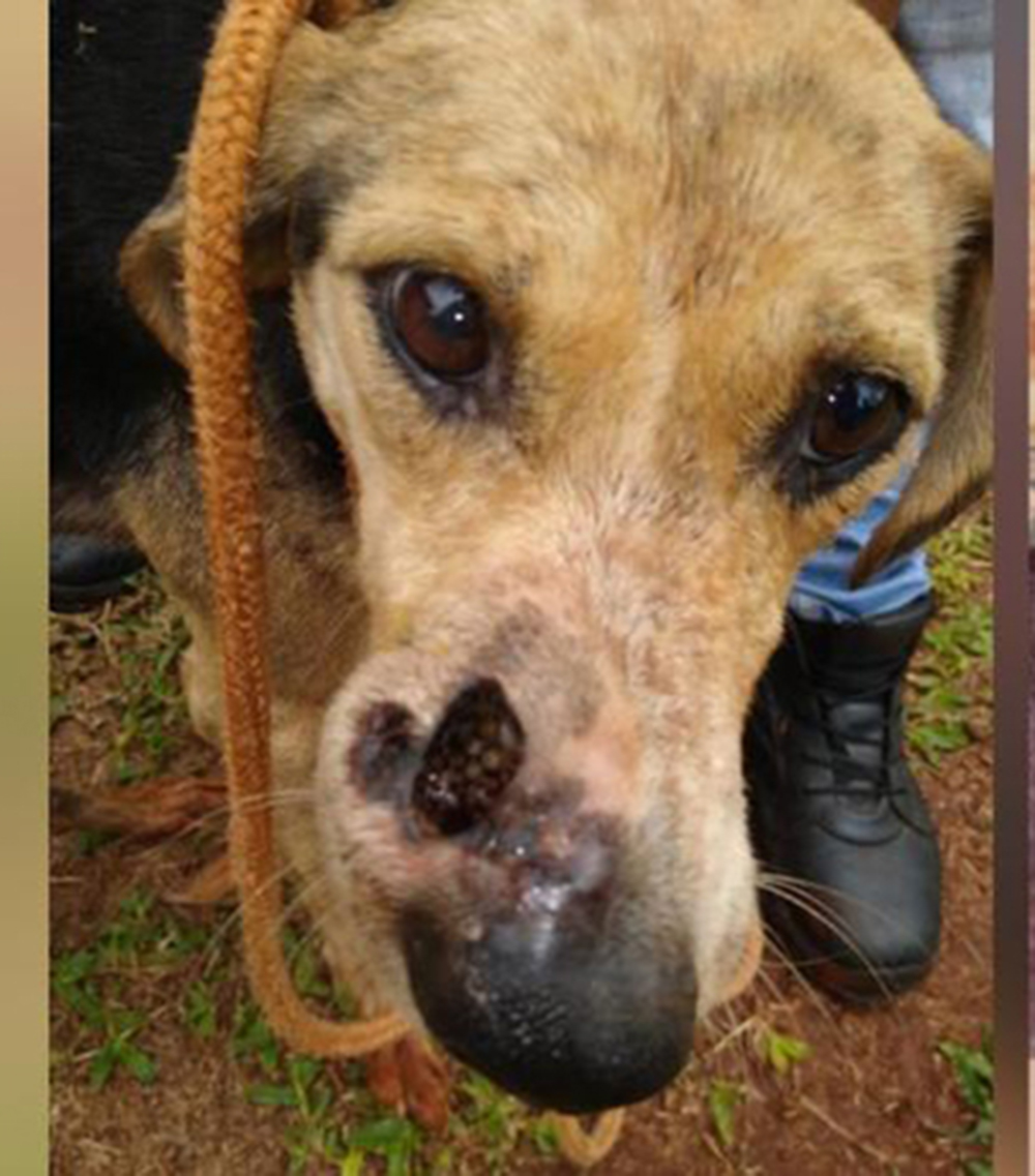 Rescatan a una perrita en mal estado y piden colaboraciones