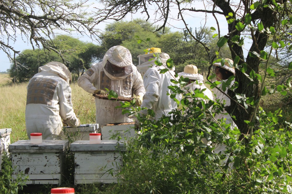Tolerancia a varroa: multiplican colmenas que se limpian a sí mismas