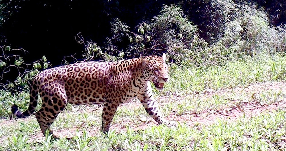 Salto Encantado: nuevo registro de yaguaretés