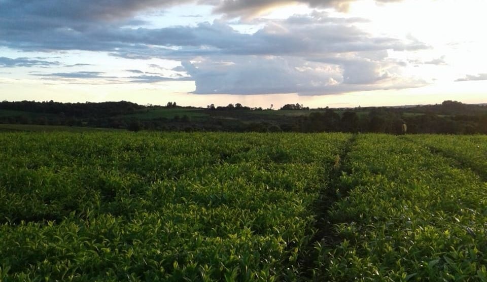 “La actividad tealera está en jaque por los altos costos y el bajo rendimiento”