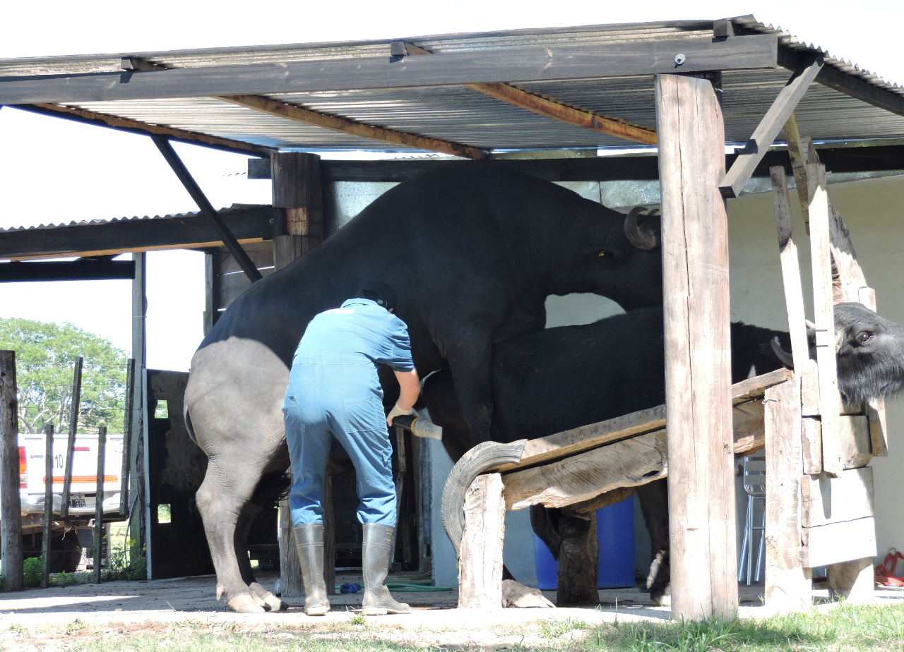 Obtienen material genético para inseminación artificial en búfalos
