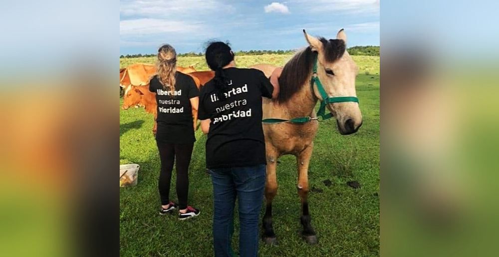 Relincho Libre: por una vida digna para los caballos
