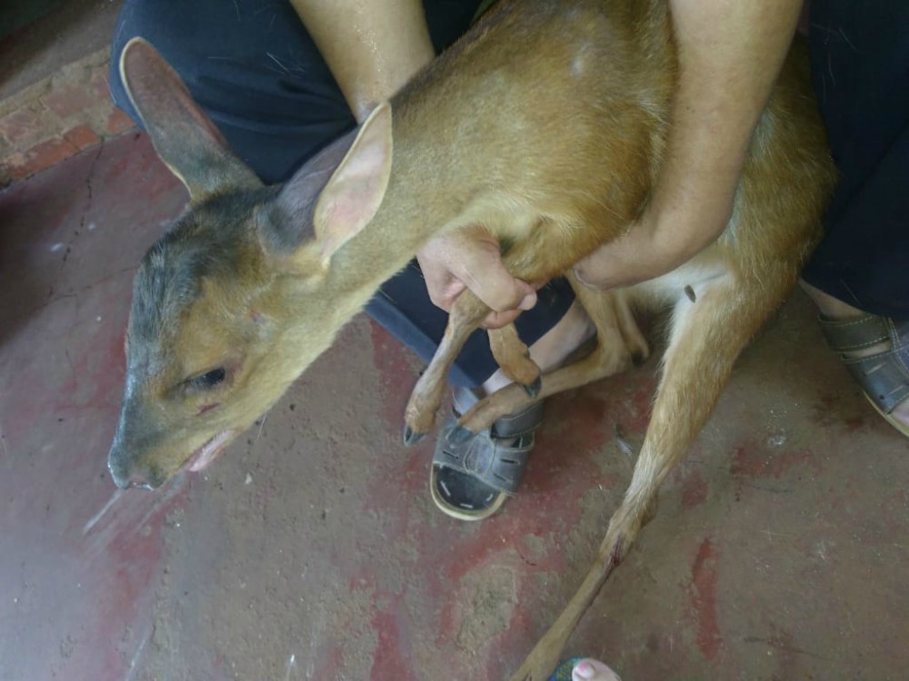 Rescatan un venado en Puerto Piray