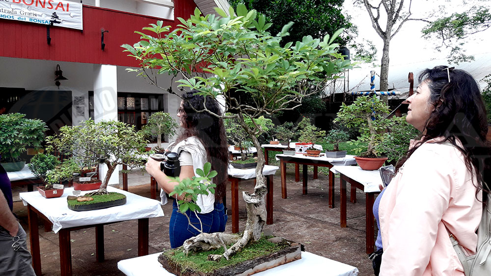 Auténticos artistas de una milenaria tradición oriental