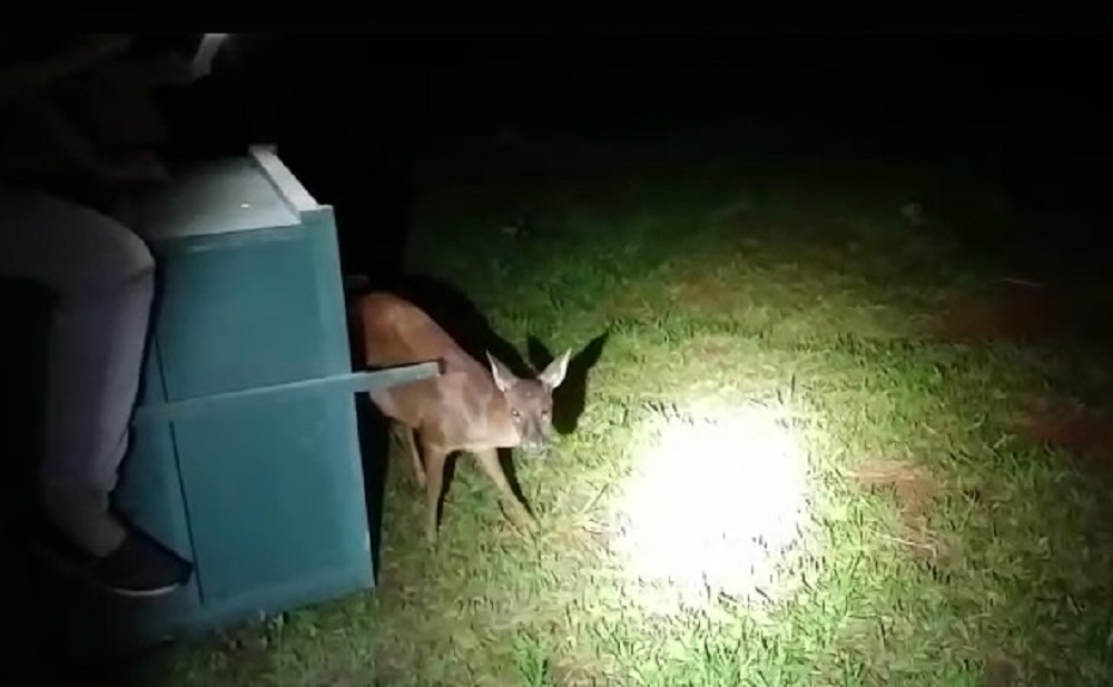Volvió al monte el venado rescatado de una jauría de perros