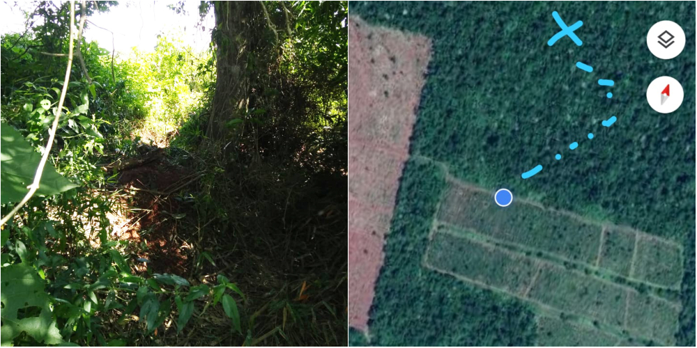 Accidente fatal: se le cayó un árbol encima y perdió la vida