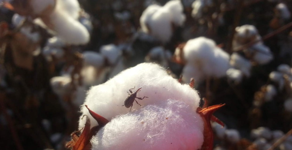 Picudos en campos de algodón causan alarma en productores