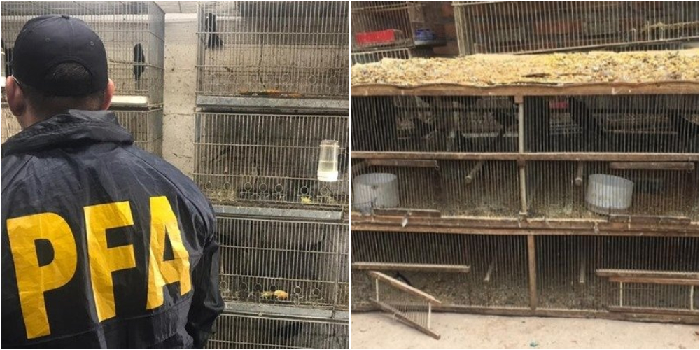 Rescataron más de 600 aves en peligro de extinción