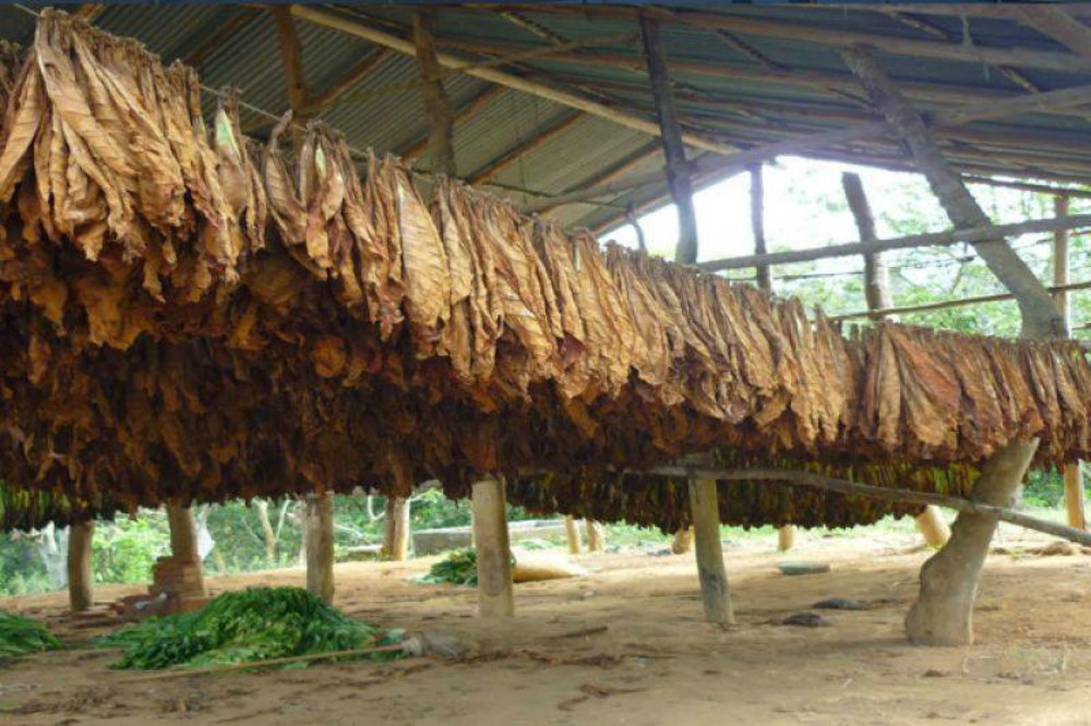 Confirmaron que este viernes estarán depositados los fondos para los tabacaleros