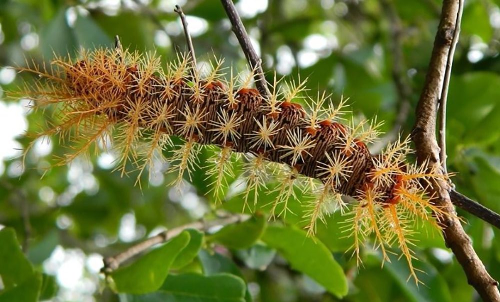Llega el verano y con él visitantes no deseados y peligrosos