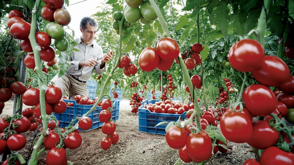 Productores de tomate de Formosa criticaron el bloqueo de Paraguay