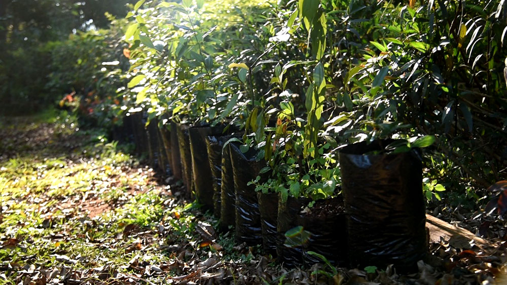 Jornada de intercambio de semillas en el Vivero Municipal de Posadas