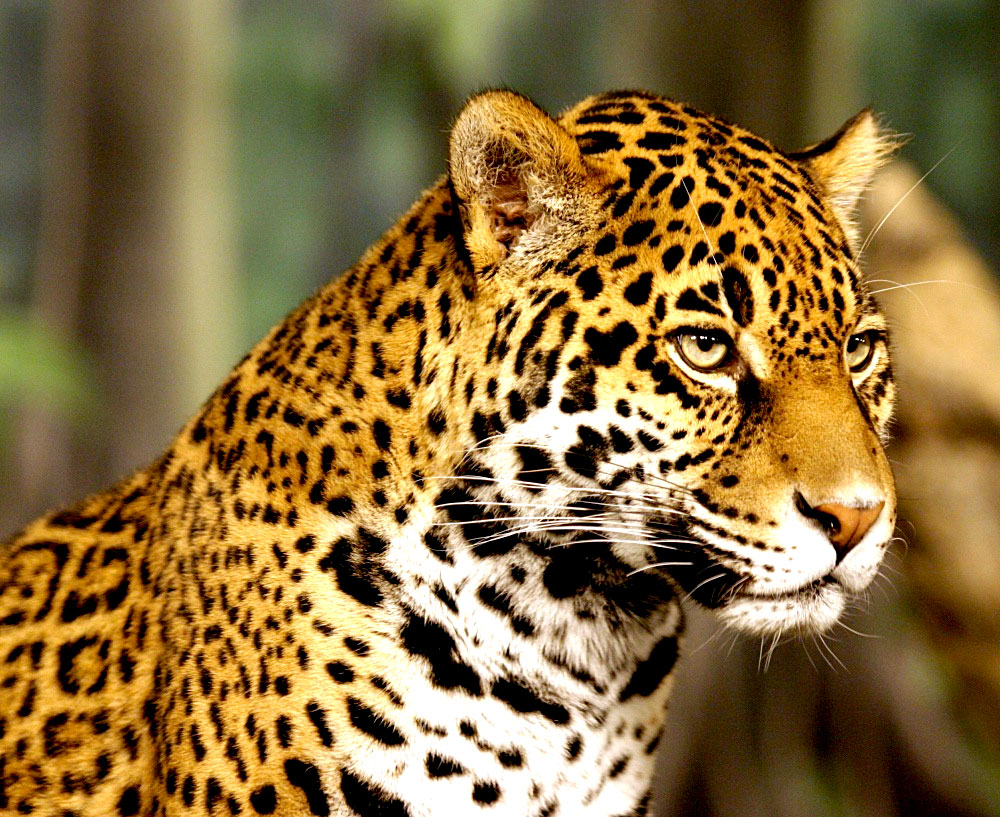 Anunciaron aumento de la población de yaguaretés en el Bosque Atlántico