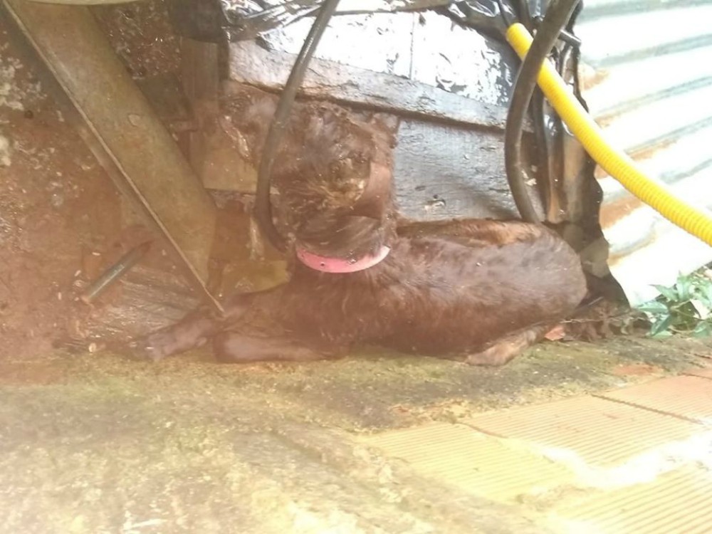 Enjambre de avispas negras atacó a una familia