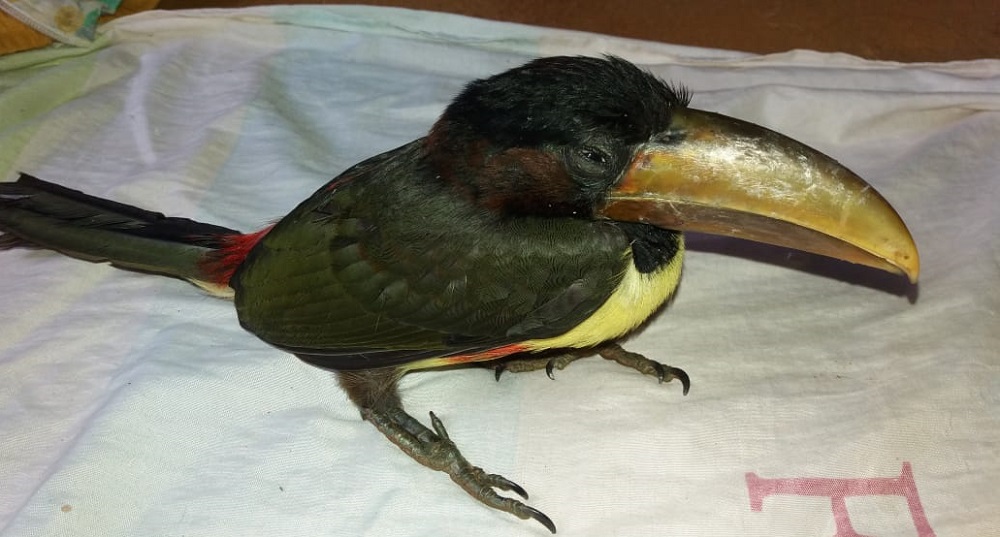 Asistieron a un pequeño tucán herido en Jardín América