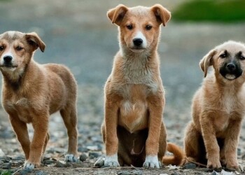 Refugio de animales de Oberá pide ayuda para mejoras y adoptantes