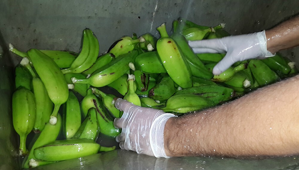 Elaboraron harina a partir de bananas de descarte