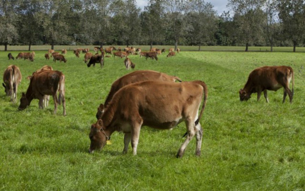 Comenzaron a regir nuevas exigencias para el bienestar animal