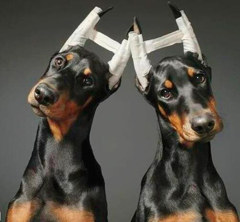 Prohíben las “intervenciones quirúrgicas estéticas” a mascotas