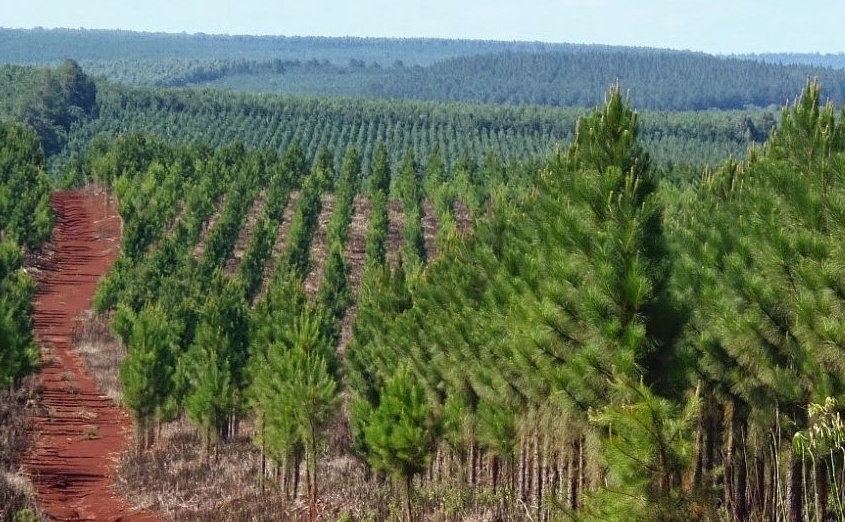 En 2020, las plantaciones mayores a 20 hectáreas deben inscribirse en RENSPA