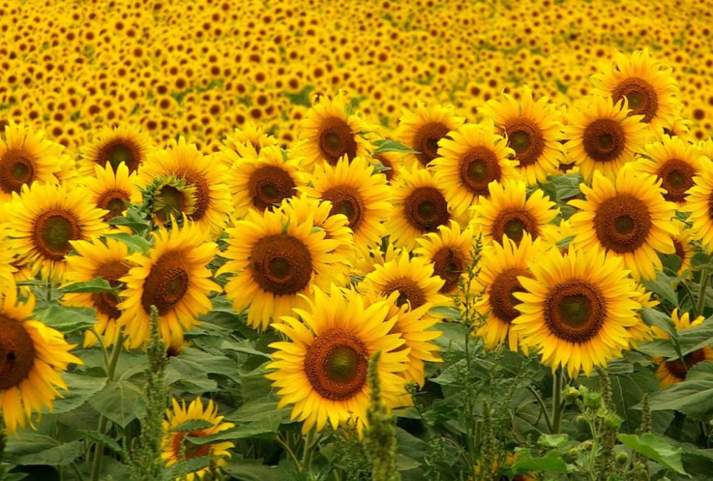 Aseguraron que creció el nivel tecnológico en campaña de girasol