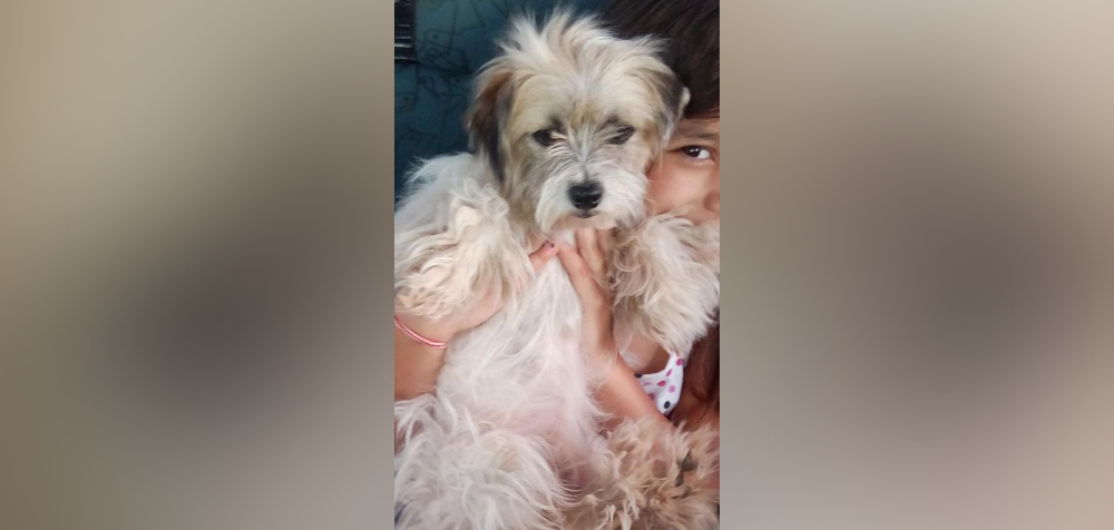 SOS Mascotas: buscan a India