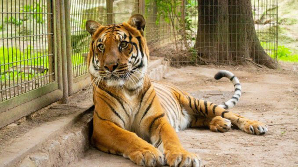 Trasladan a una tigresa a un santuario en Sudáfrica