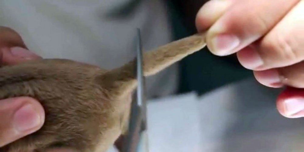 Prohíben las "intervenciones quirúrgicas estéticas" a mascotas