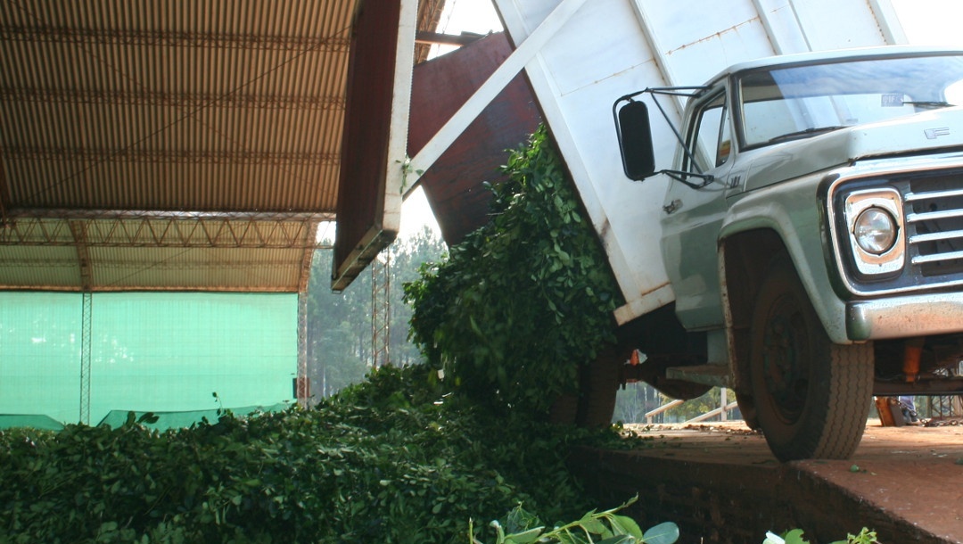 Reclaman más controles ante  la “ola” de robos de yerba mate