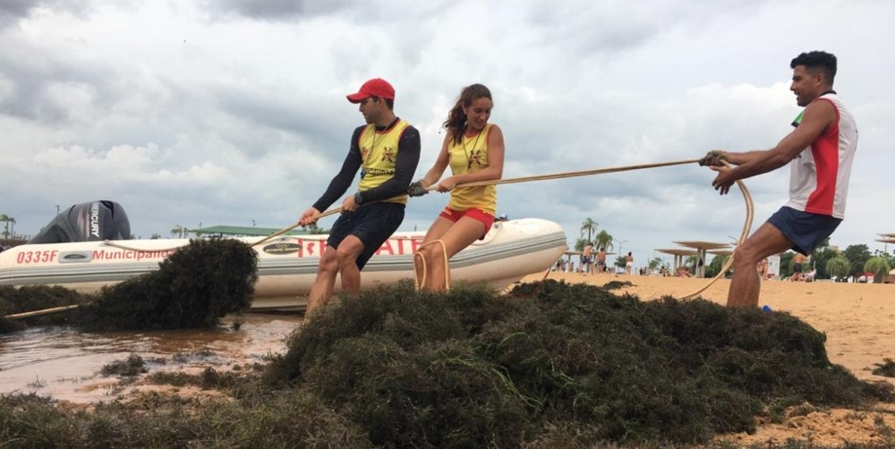 Confirman tres ataques de palometas en Posadas