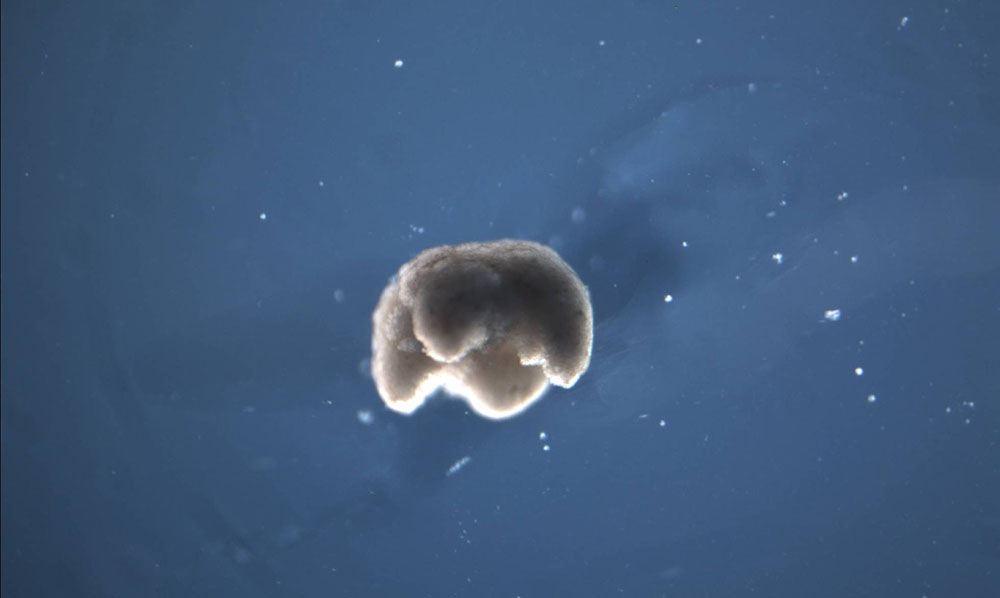 Crean “máquinas vivientes” con células animales