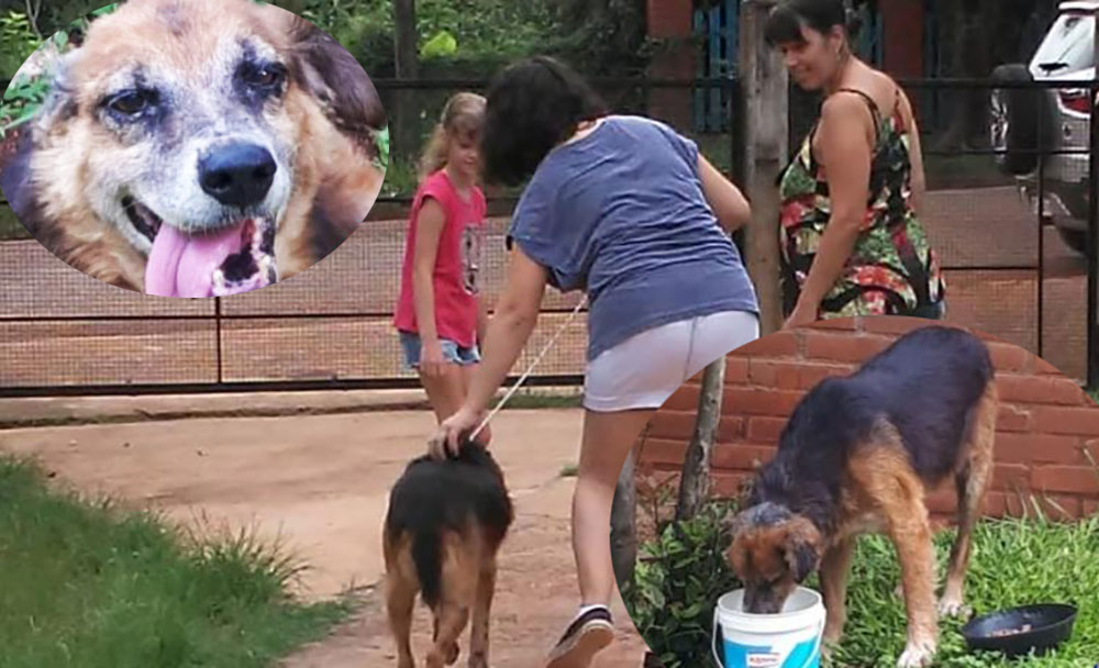 Homero ya tiene un nuevo hogar