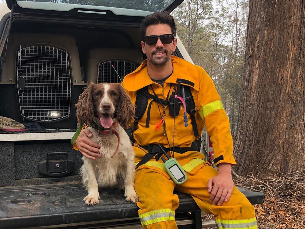 Taylor, la perra que rescata koalas en los incendios de Australia