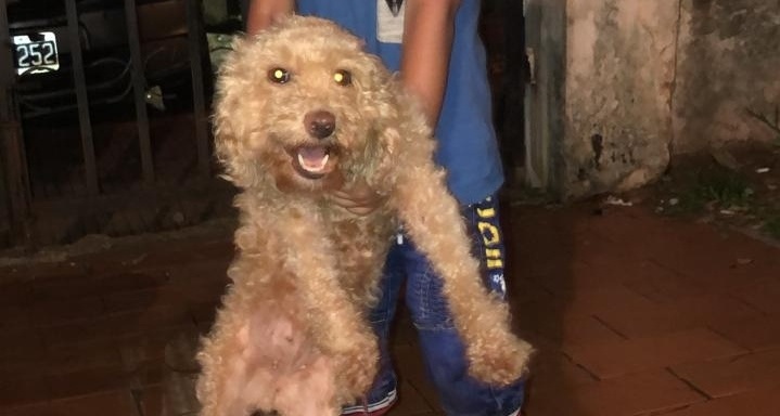 Luego de tres días la caniche se reencontró con sus dueños