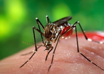 Autorizaron el uso de fondos nacionales contra el dengue