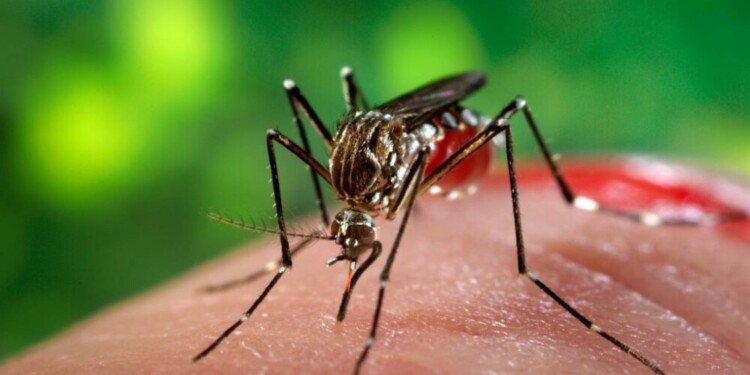 El Aedes aegypti es el transmisor tanto del dengue como del chikungunya