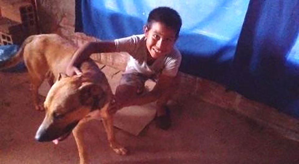 Hallaron a un perro herido, lo rescataron y ya tiene familia