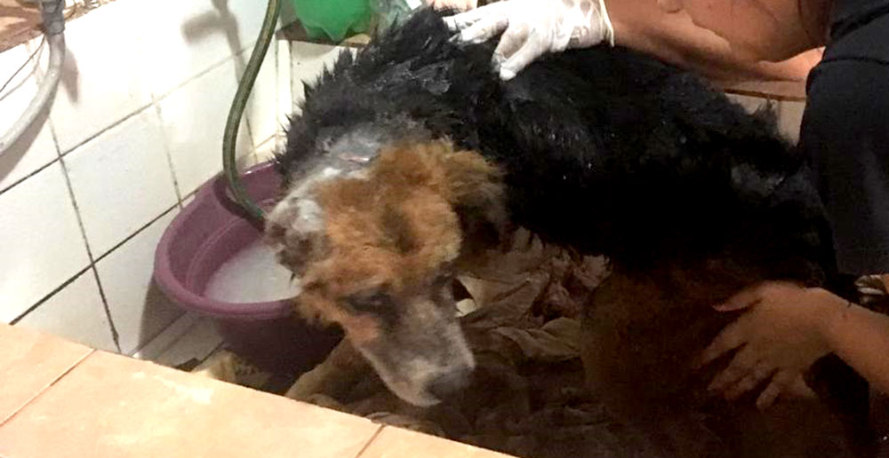 Homero se recupera poco a poco y necesita un buen hogar